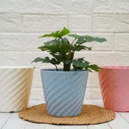 gold dust Multicolour Plastic (Set of 3) Desk Pots-picture-34