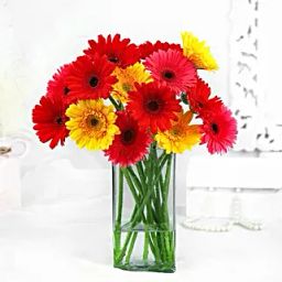 Elegant Gerberas In Glass Vase-1