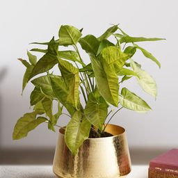 Folkstorys Gold-Tone Textured Tamram Vase-image-0