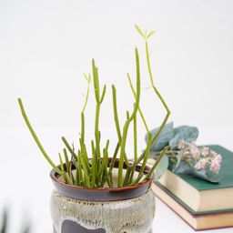 Folkstorys Brown & White Printed Little Pile Choco Pot-image-99