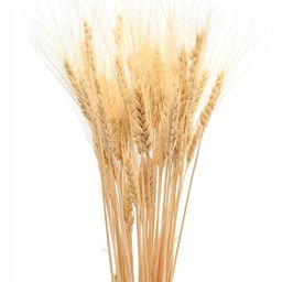 ArteCasa Dried Flower Wheat Grass-50