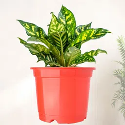 Kuber Industries 12-Pcs Red & Black Durable Planters image 2