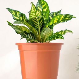 Kuber Industries Set Of 3 Orange-Coloured Planter With Pot image 2
