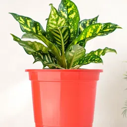 Kuber Industries 8Pc Red & Blue Lightweight Planters image 2