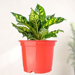 Kuber Industries 10 Pcs Red & Green Lightweight Planters image 2