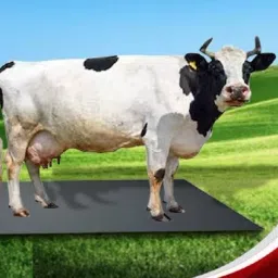 A30Black Cow Mat For all animals, BPA Free, Easy Clean And Waterproof Size 8*5 | Cow, Hamster Pet Mat-image-70