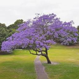 Jacaranda mimosifolia Tree Seeds, Blue Jacaranda, Neeli Gulmohar, Nupur Seed-image-64