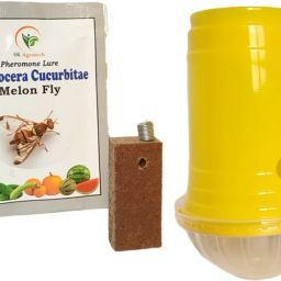 Bactrocera cucurbitae- melon fruit fly pheromone trap & lure-image-36