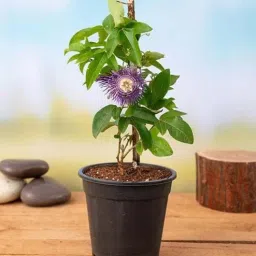 nurserylive Krishna Kamal, Passion Flower, Passiflora Incarnata Natural Plant-picture-30