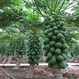 green berry f1 hybride papaya seed Seed-image-18