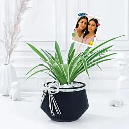 Friendship Day Green Spider Plant with Fridge Magnets-image-66