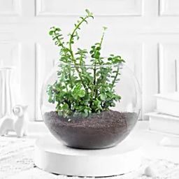 Jade Plant Terrarium In Glass Vase-image-45