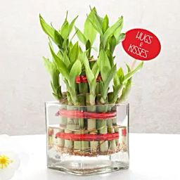 Valentines Day Bamboo Ensemble-image-1