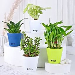 Jade Sansevieria Bamboo Syngonium Plant Set-20