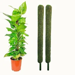 Coco Pole 2ft(60 cm)-2pc Coir Stick for Money Plant Support, Creepers Garden Mulch-31
