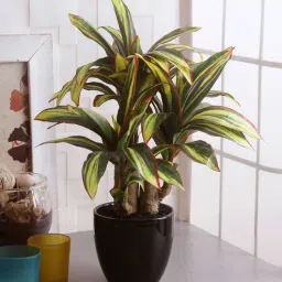 fourwalls Polyester Green & Yellow Calathea Bonsai With Ceramic Vase Artificial Plants-picture-39