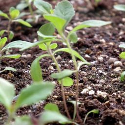 vibex Stevia Seed image 2