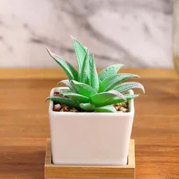 fourwalls Polyurethane Als Green Succculent In Ceramic Pot Artificial Plant-picture-23