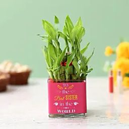 Two Layer Bamboo Plant For Best Sister-9