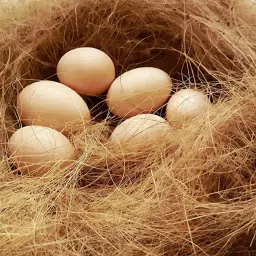 Nesting Material for Birds for Making Nest, Manually Extracted Natural CoirFiber Bird House-34