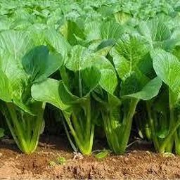 Palak seeds for home garden pack of 45 Seed-image-92