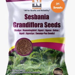 Sesbania Grandiflora, Hummingbird Tree, Hadga, Agust, Agase, Avisa, Agati, Agastya, Swamp-Pea Seed-24