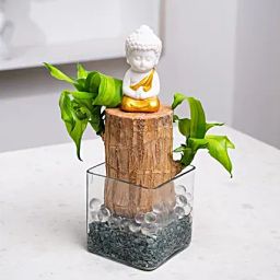 Brazilian Wood Kokedamas-image-7