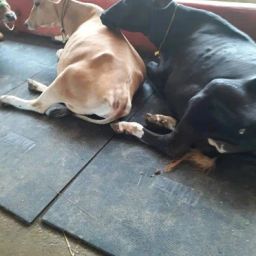 COW MATS FOR DAIRY ANIMALS PREMIUM QUALITY Cow, Dog, Hamster, Guinea Pig, Miniature Pig Pet Mat-image-73