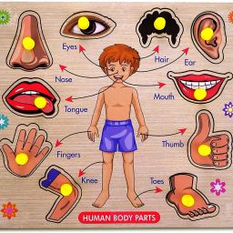 Body Part Wooden Puzzle Games Toys for Kids 3+ Jigsaw Puzzles Learning Salt-picture-27