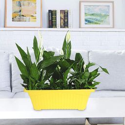 Kuber Industries Set Of 2 Yellow Rectangular Plastic Planters-25