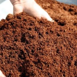 100% Organic Loose Cocopeat for Indoor & Outdoor Plants,Kitchen & Terrace Garden Manure-image-11