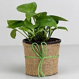 Money Plant in Black Plastic Pot-image-52