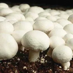 Button mushroom seed,Healthy,Vegetable Seed-image-32
