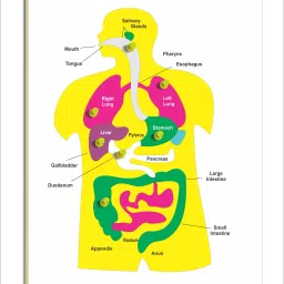 Digestive System-22