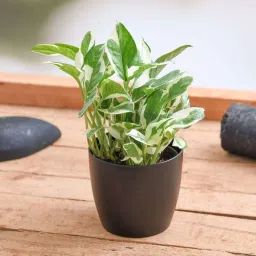 Money Plant-image-65