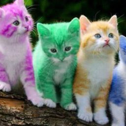 COLOURFUL CAT digital reprint clip board exam pad (14 x 10 Inches)-33