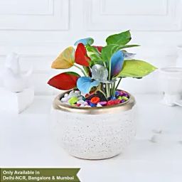 Colourburst Money Plant Symphony-30