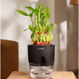 kyari Bamboo 2 Layer Plant With Self Watering Pot-Black-picture-10