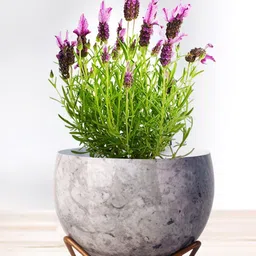 Nymph Grey & Gold Toned Printed Steel Flower Planters With Stand-image-39