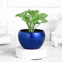 Syngonium Plant In Sleek Blue Pot-10