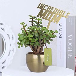 Incredible Mom Jade Plant Pot Gift-13