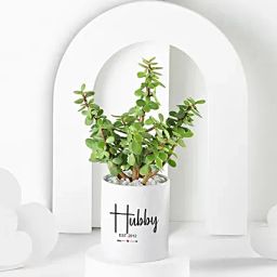 Jade Plant In Personalised Hubby Special Gift Mug-image-18