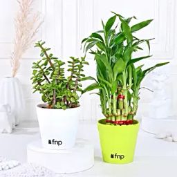 Bamboo Jade Plant Set-17