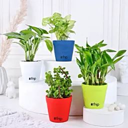 Bamboo Jade Syngonium Money Plant Set-image-95