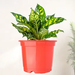 Kuber Industries Set Of 2 Red & Blue Planter With Pot image 2