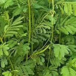 HYBRIDE DASHRATH GRASS 200G Seed-image-51