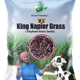 Australian Red Napier Grass, King Napier Grass Elephant Grass Seeds for Cow Seed-24