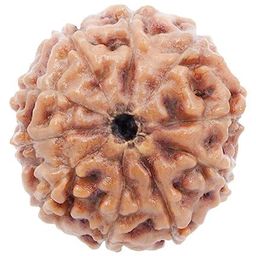 shivtantra 10 Mukhi Rudraksh Rudraksh Rudraksha Bead,Certified, Original Rudraksh Bead/Natural Rudraksha Bead (Brown) with Certificate and Puja Instructionsx90 image 2