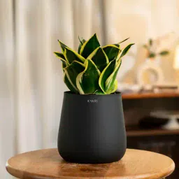 kyari Sansevieria Golden Hahni With Aura Pot- Jet-Black-picture-36