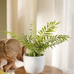 Pure Home and Living Green & White Boston Fern in Cement Pot-54
